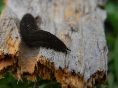 Peripatopsis clavigera