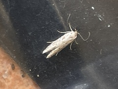 Blastobasis adustella