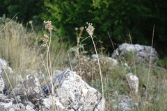 Allium flavum tauricum