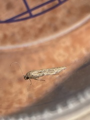 Blastobasis adustella