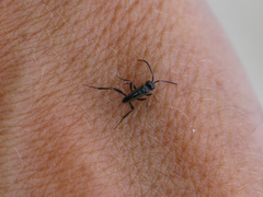 Zeuxevania splendidula