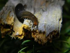 Peripatopsis clavigera