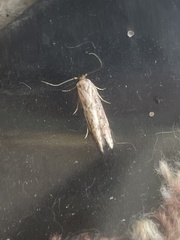 Blastobasis adustella