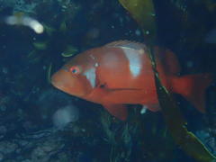 Chrysoblephus laticeps