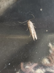 Blastobasis adustella