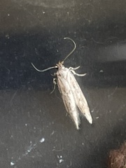 Blastobasis adustella