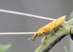 Gasteroclisus