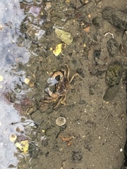 Geothelphusa dehaani