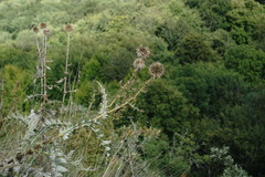 Echinops armatus