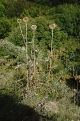 Echinops armatus
