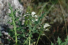Echinops armatus