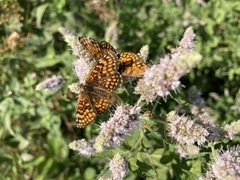 Melitaea athalia