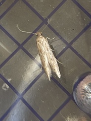 Blastobasis adustella