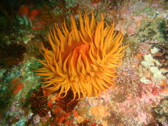 Pseudactinia flagellifera