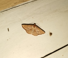 Striglina