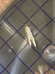 Blastobasis adustella