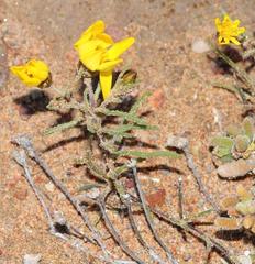 Rhynchopsidium pumilum