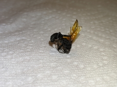 Calopompilus pyrrhomelas