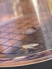 Blastobasis adustella