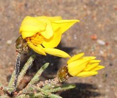 Rhynchopsidium pumilum