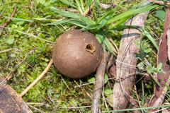 Lycoperdon scabrum