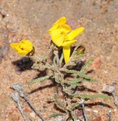 Rhynchopsidium pumilum