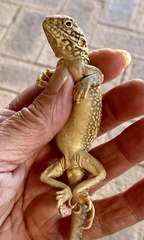 Central Netted Dragon photo 3