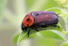 Wild Potato Fruit Chafer - Photo (c) Ryan van Huyssteen, some rights reserved (CC BY-SA), uploaded by Ryan van Huyssteen