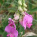 Broad-leaved Sweet Pea - Photo (c) Nuno Veríssimo P., some rights reserved (CC BY-NC-SA), uploaded by Nuno Veríssimo P.