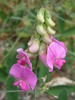 Broad-leaved Sweet Pea - Photo (c) Nuno Veríssimo P., some rights reserved (CC BY-NC-SA), uploaded by Nuno Veríssimo P.