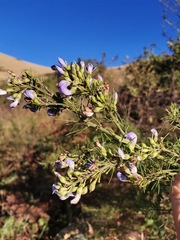 Psoralea glabra