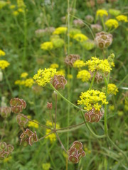 Leiotulus aureus