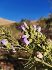 Psoralea glabra