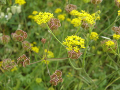Leiotulus aureus