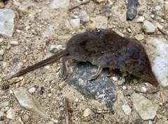 Crocidura suaveolens