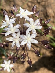 Fusifilum depressum image