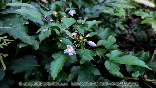 Clematis pinnata