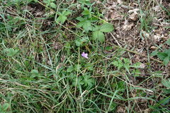 Geranium asphodeloides