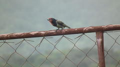 Lybius torquatus torquatus