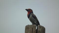 Lybius torquatus torquatus