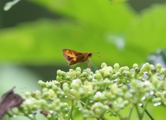 Oriens paragola