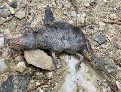 Crocidura suaveolens