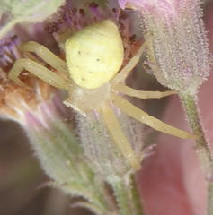 Thomisus daradioides