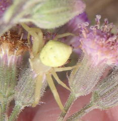 Thomisus daradioides