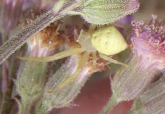 Thomisus daradioides