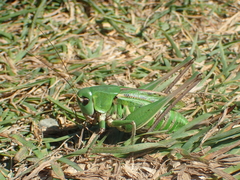 Decticus verrucivorus verrucivorus