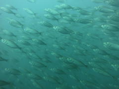 Trachurus trachurus