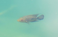 Amphilophus trimaculatus