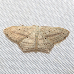 Scopula emutaria