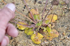 Gymnodiscus capillaris